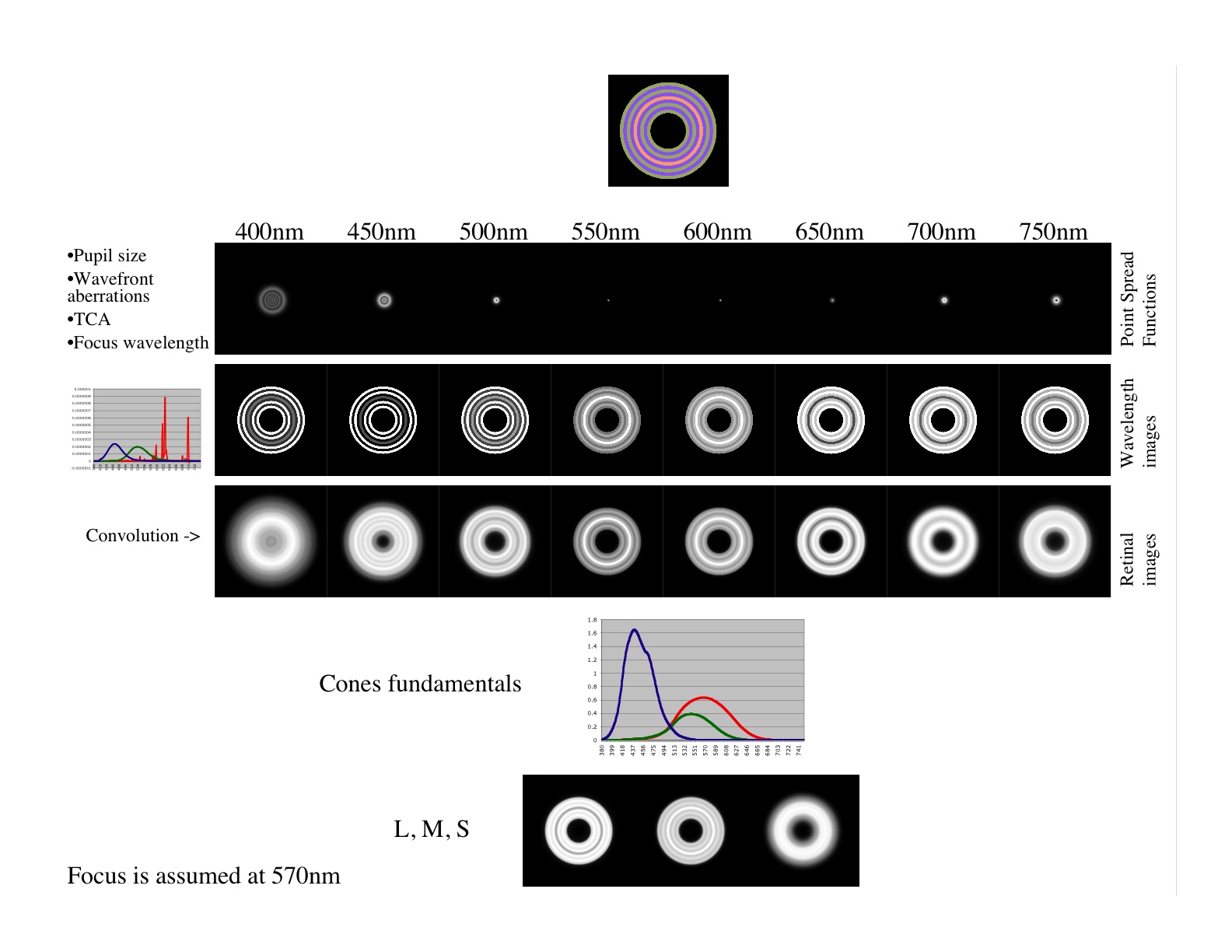 Retinal image computation